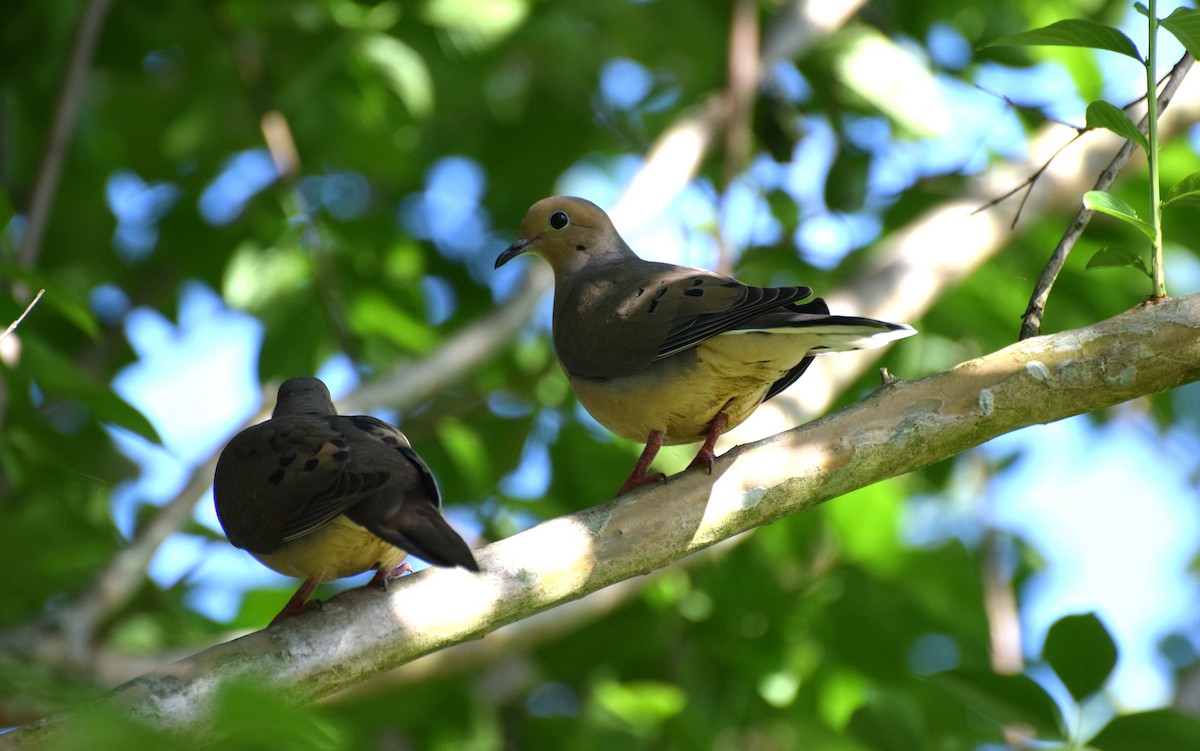Mourning Dove - ML570696101