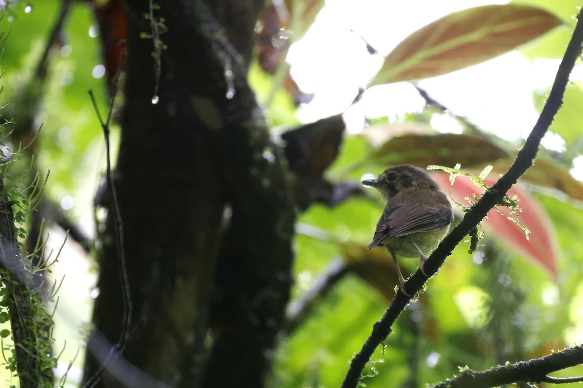 White-throated Spadebill - ML570697301