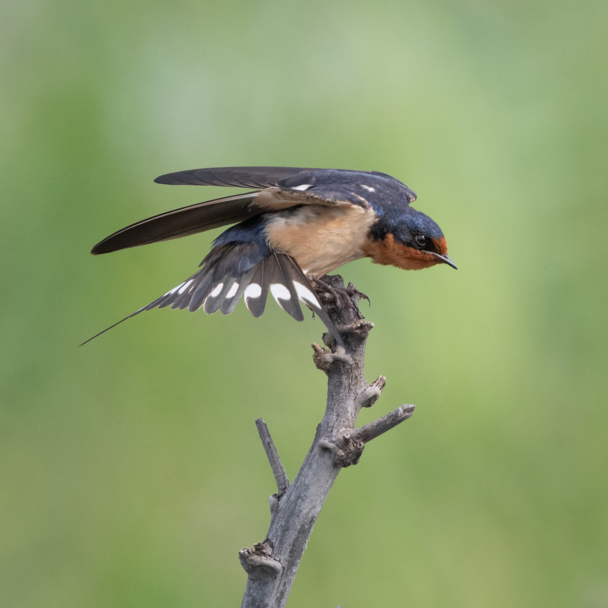 Barn Swallow - ML570697351