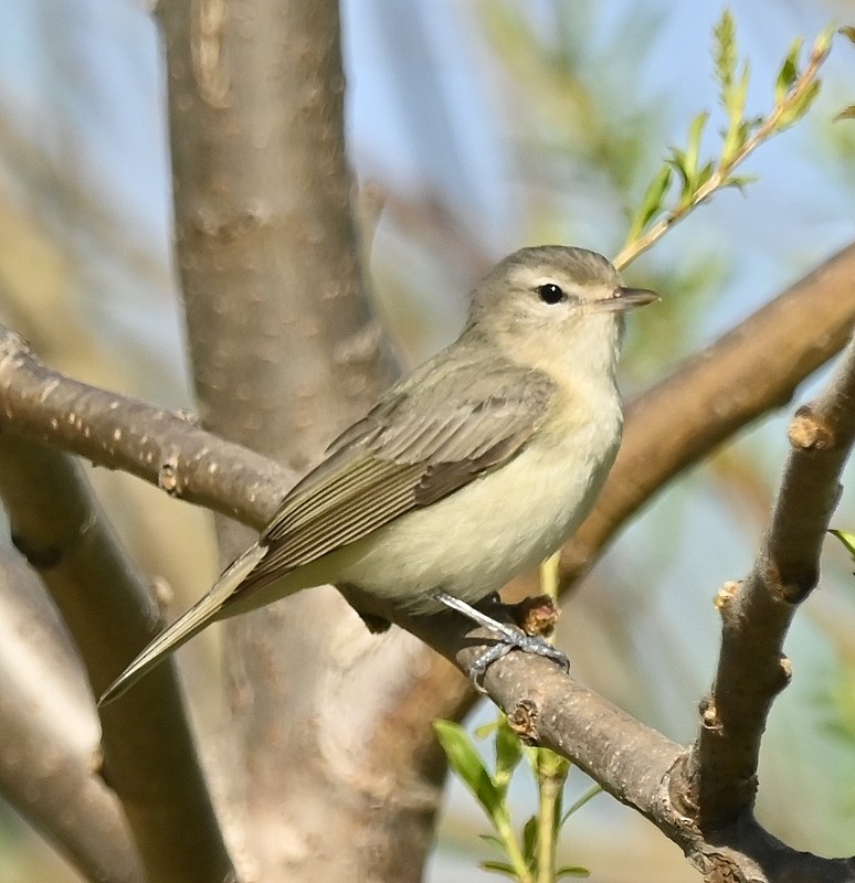 Warbling Vireo - ML570697651