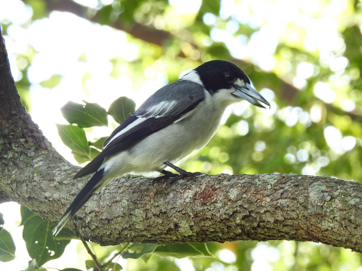 Gray Butcherbird - ML57069821