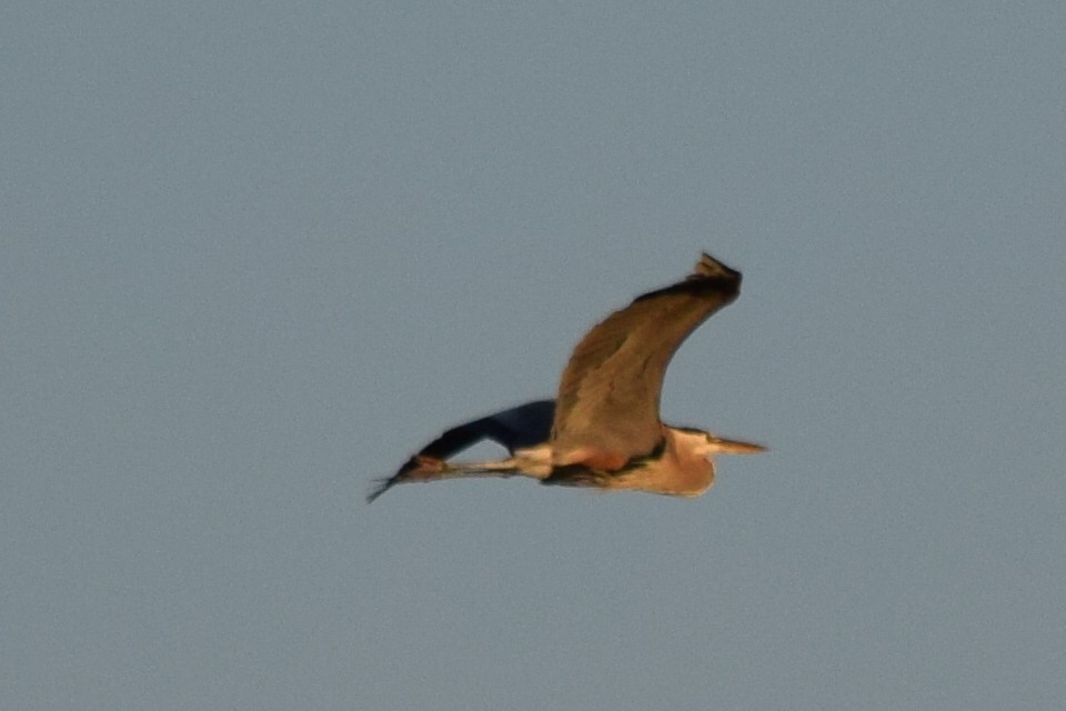 Great Blue Heron - ML57069881