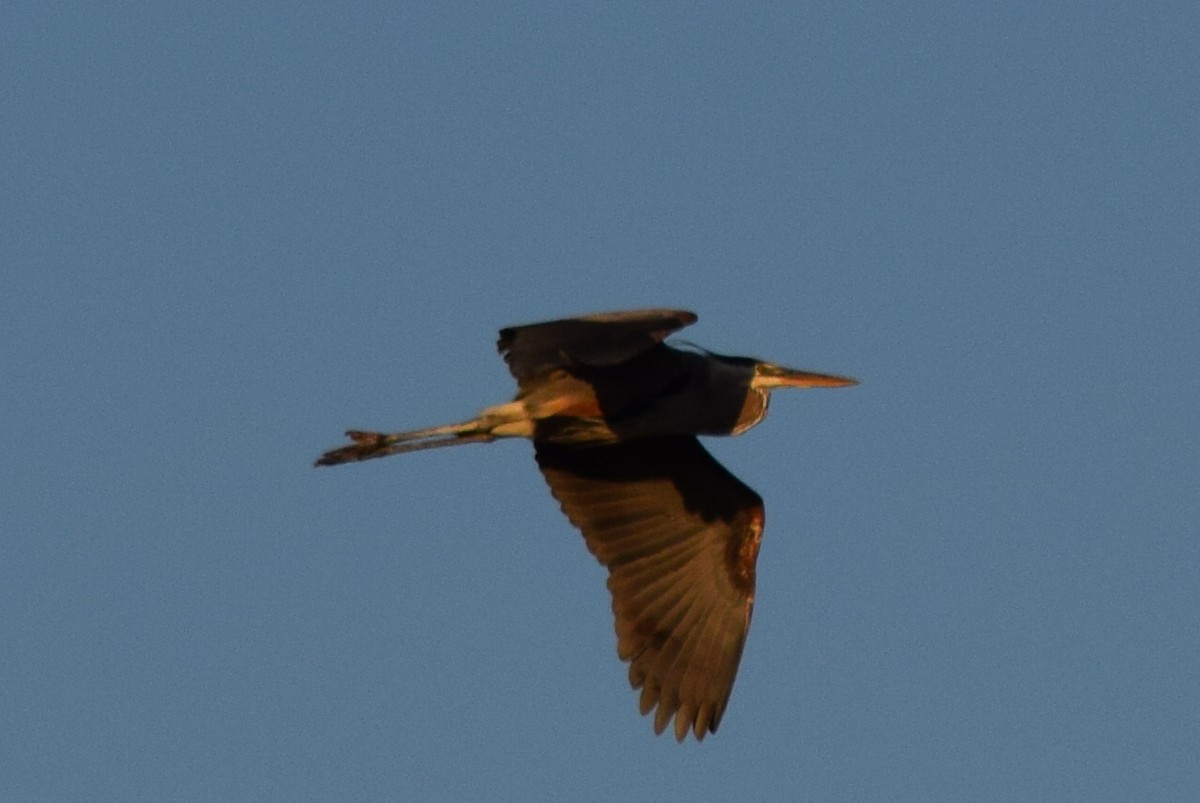 Great Blue Heron - ML57069981