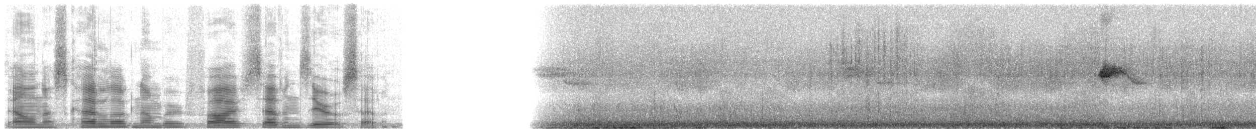 holub tonžský - ML5707