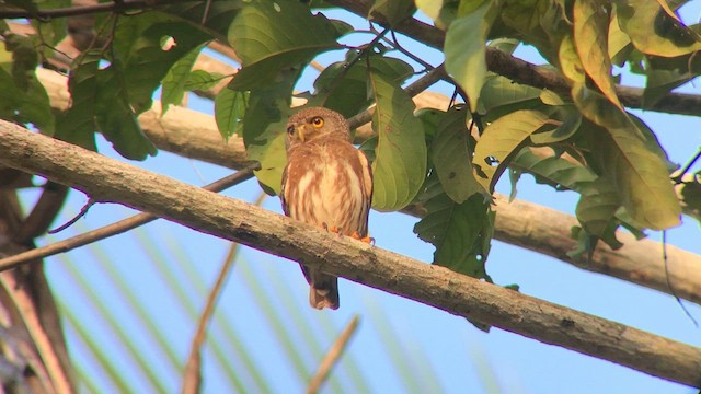 Amazonian Pygmy-Owl - ML570700941