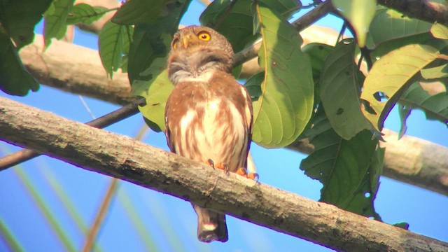 Amazonian Pygmy-Owl - ML570700971