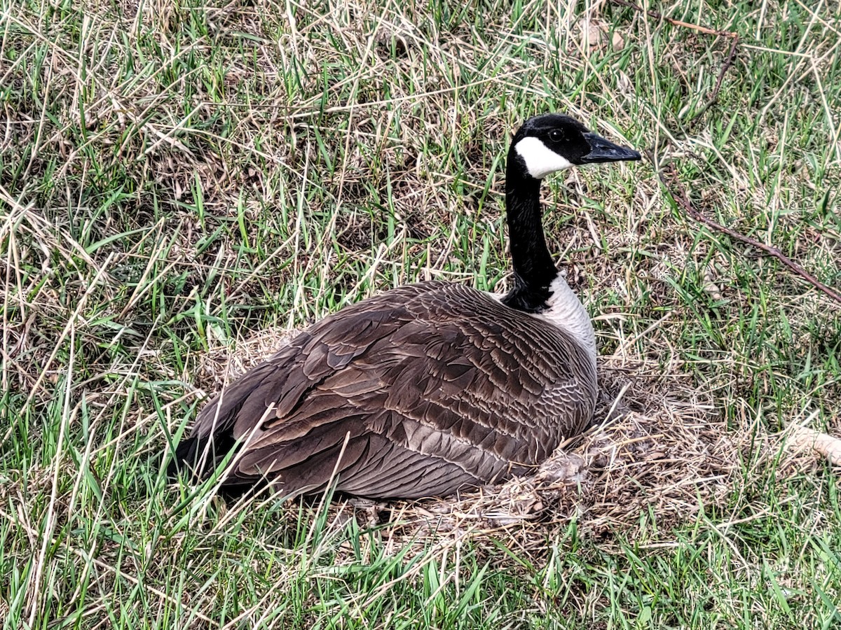 Canada Goose - ML570701141