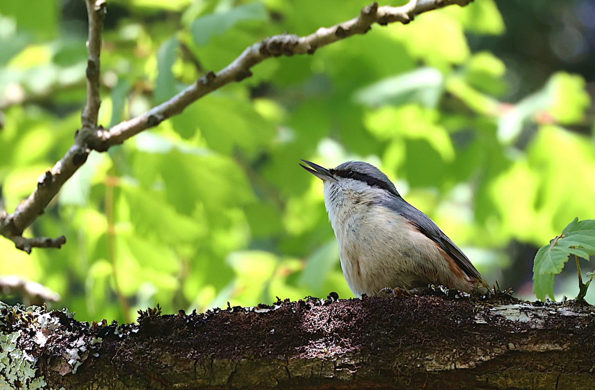 Garrapo eurasiarra - ML570701821