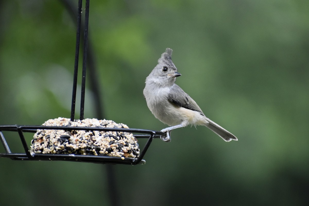 Black-crested Titmouse - ML570701871