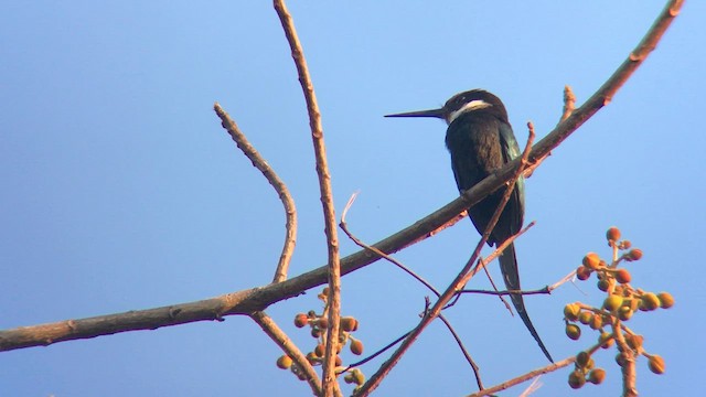 Jacamar à longue queue - ML570702091