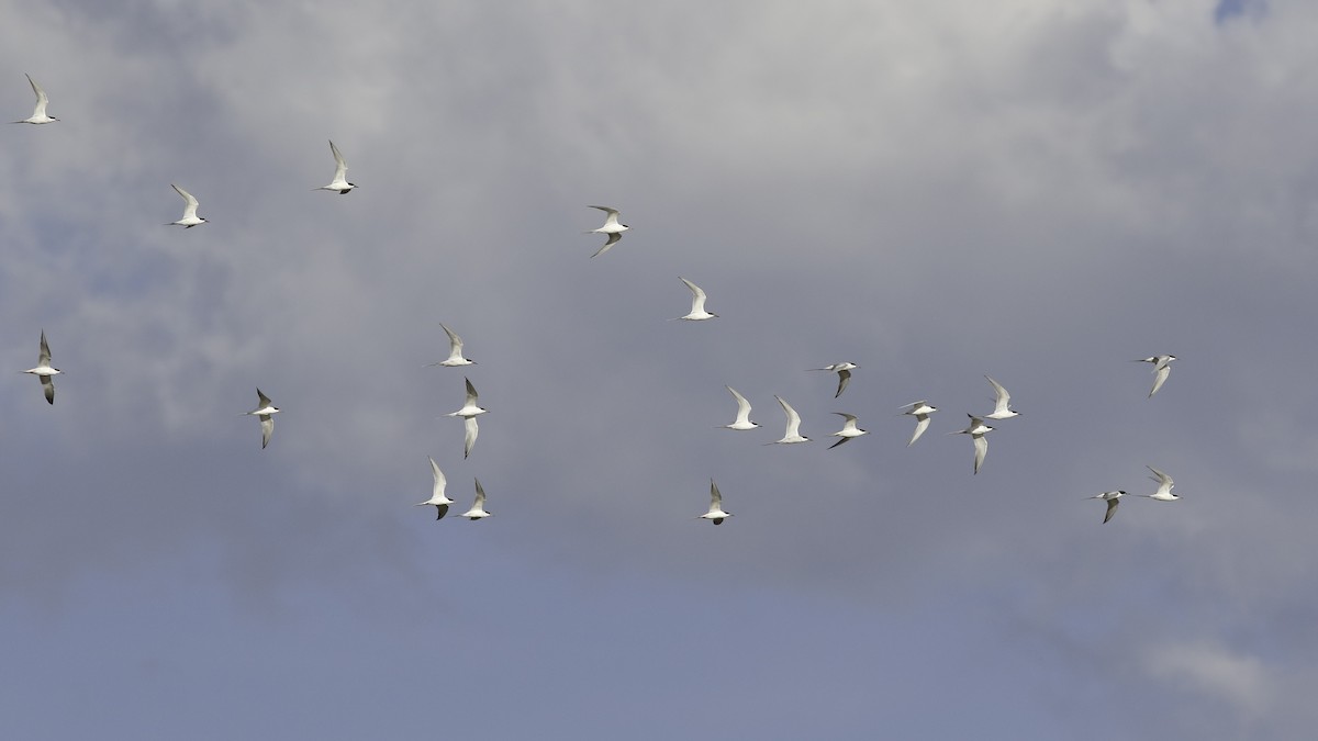 Forster's Tern - ML570702731