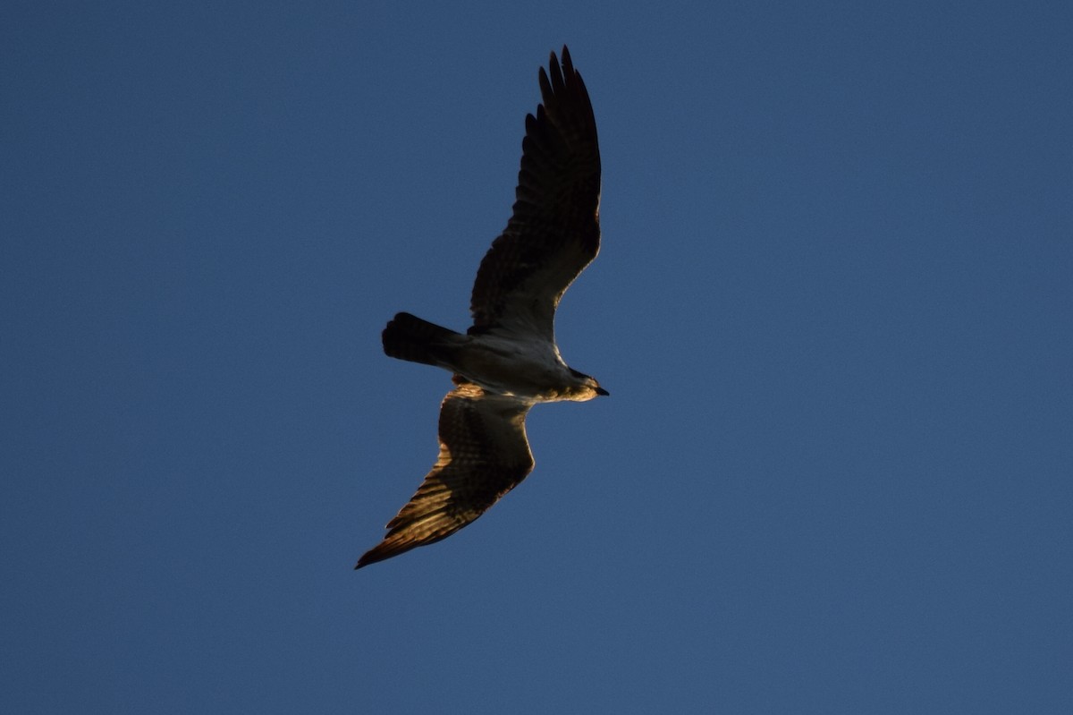 Águila Pescadora - ML57070301