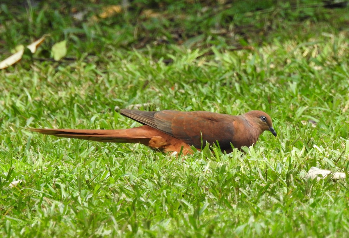 Brown Cuckoo-Dove - ML57070331
