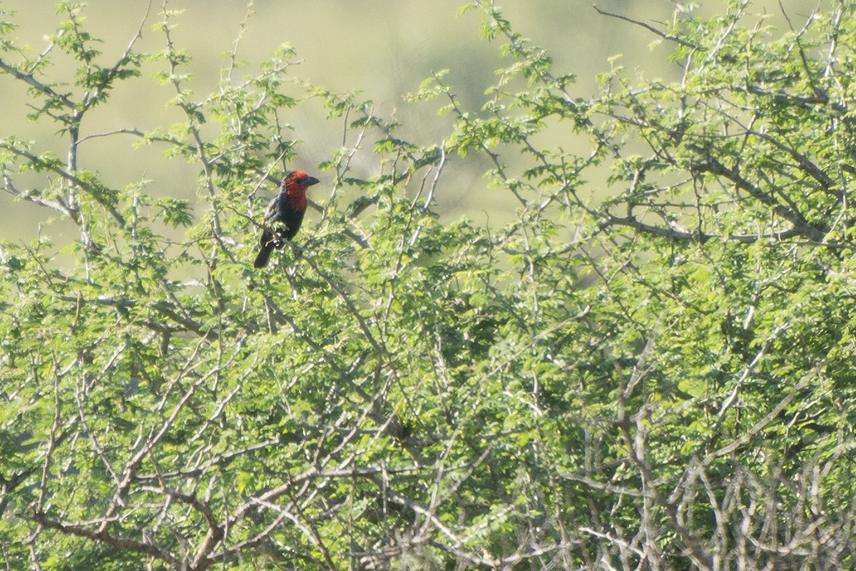 Black-billed Barbet - ML570704821