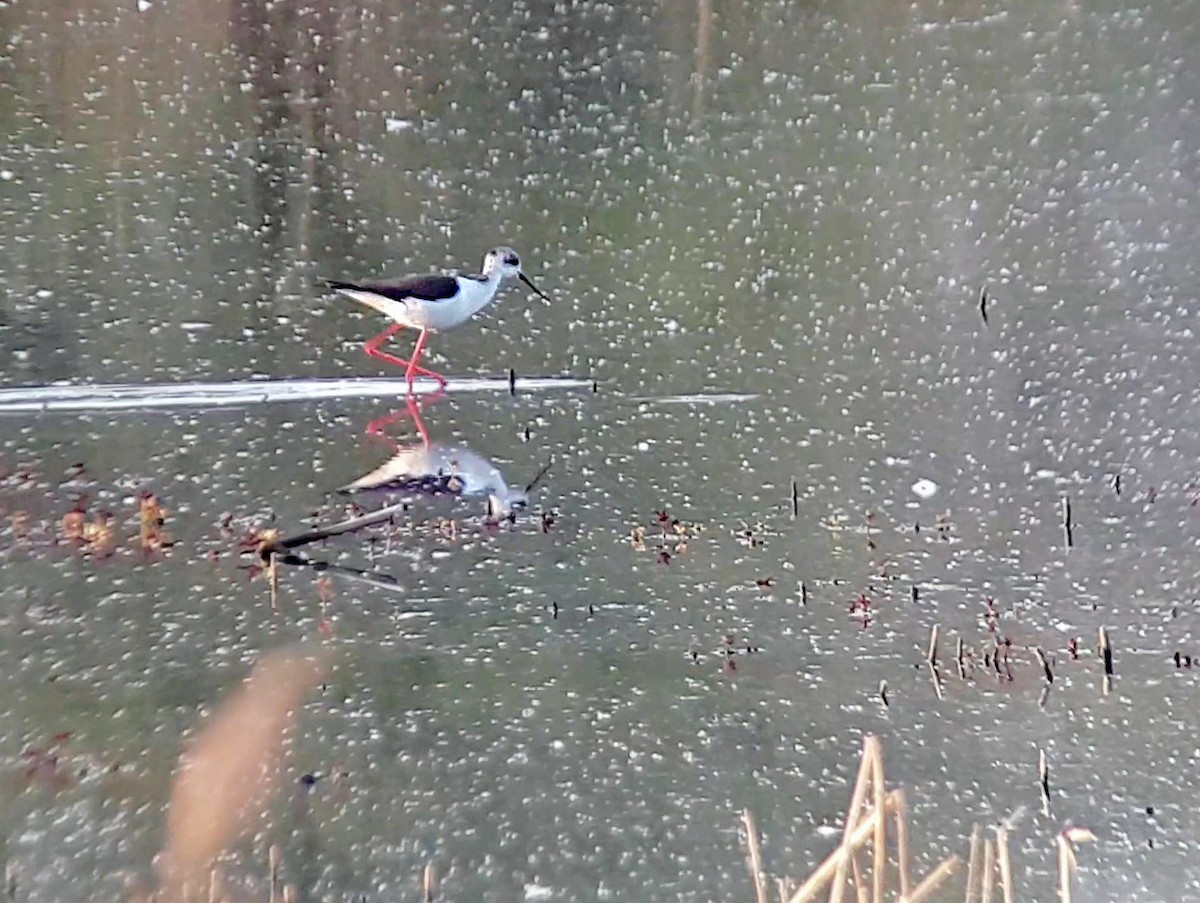 Black-winged Stilt - ML570704891