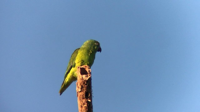 Tui Parakeet - ML570705481