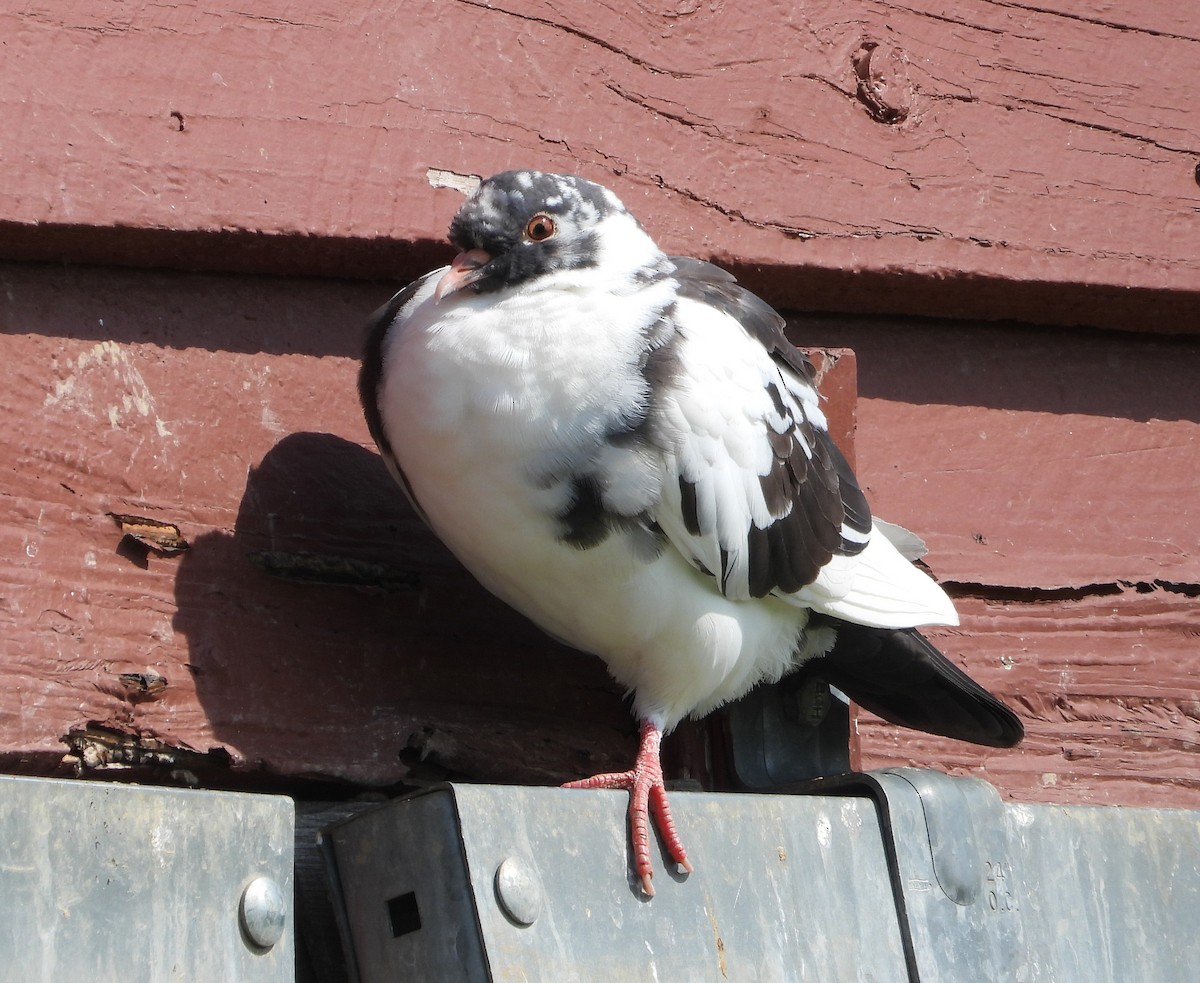 Rock Pigeon (Feral Pigeon) - ML570705891