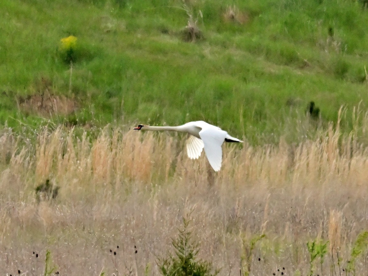 Mute Swan - Jack Verdin
