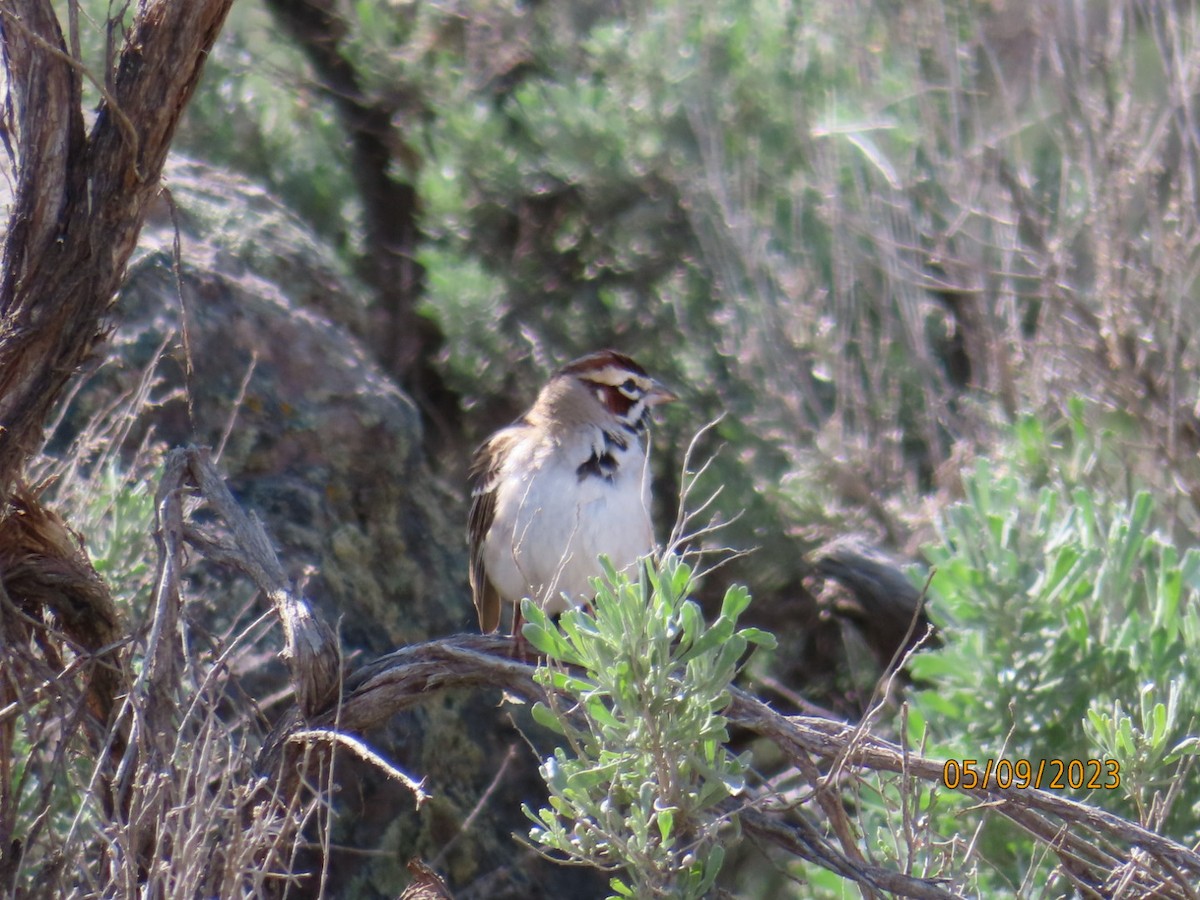 Lark Sparrow - ML570708841