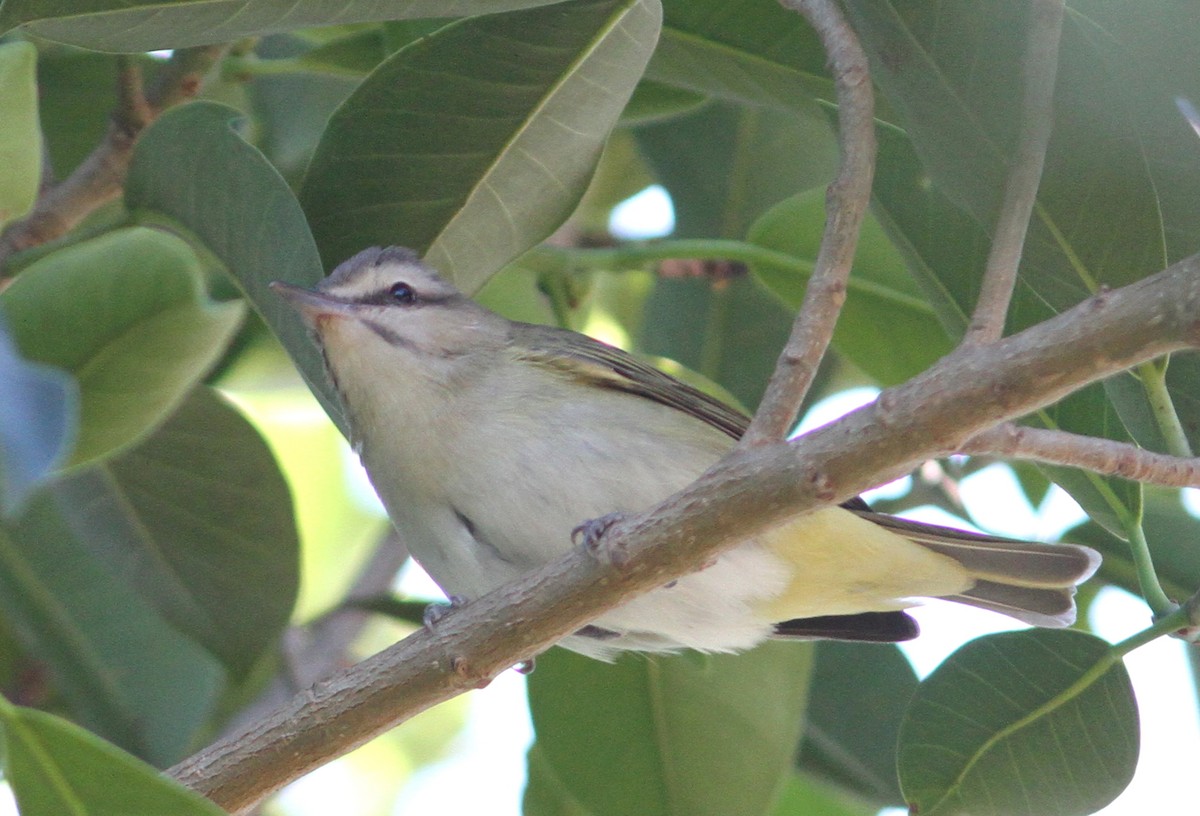 Black-whiskered Vireo - ML57070911