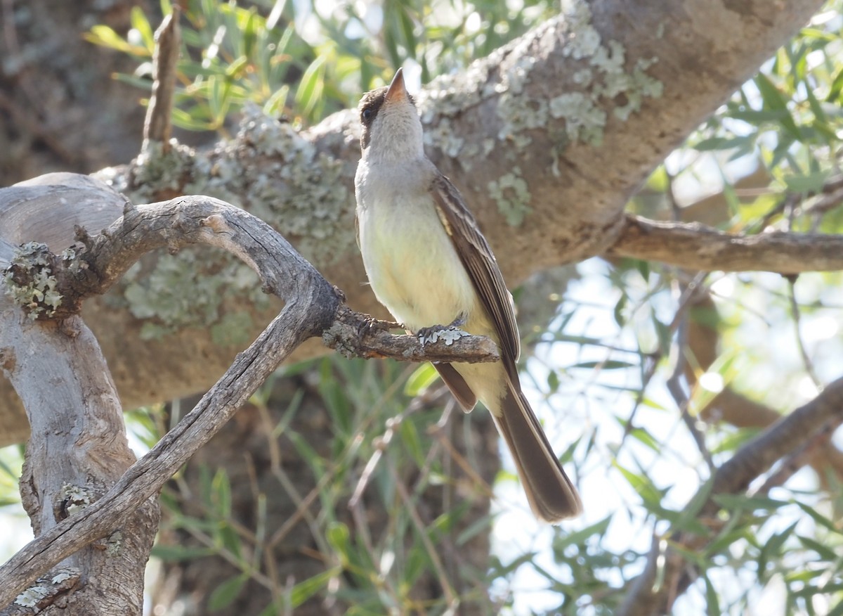 Swainson's Flycatcher - ML570709631