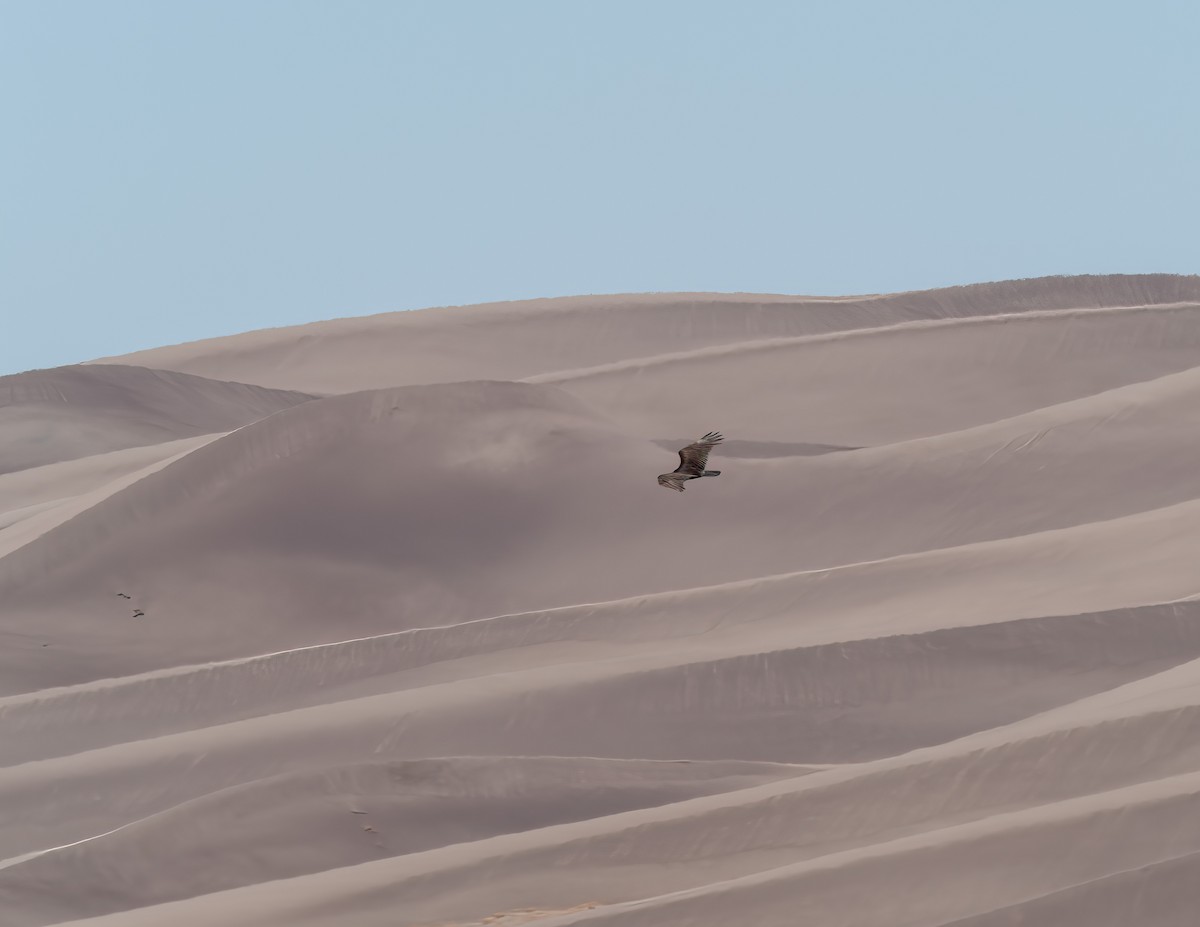 Turkey Vulture - ML570709801