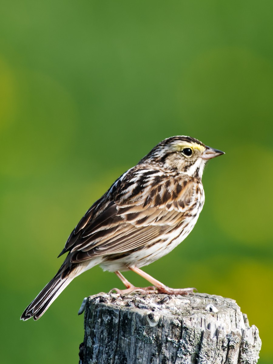 Savannah Sparrow - Phil Downes