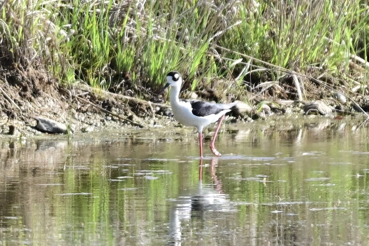 Black-necked Stilt - Jack Verdin