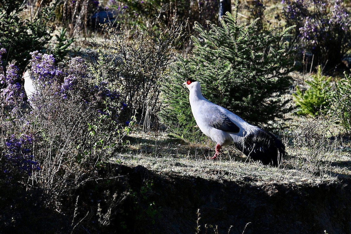 White Eared-Pheasant - Dong Qiu