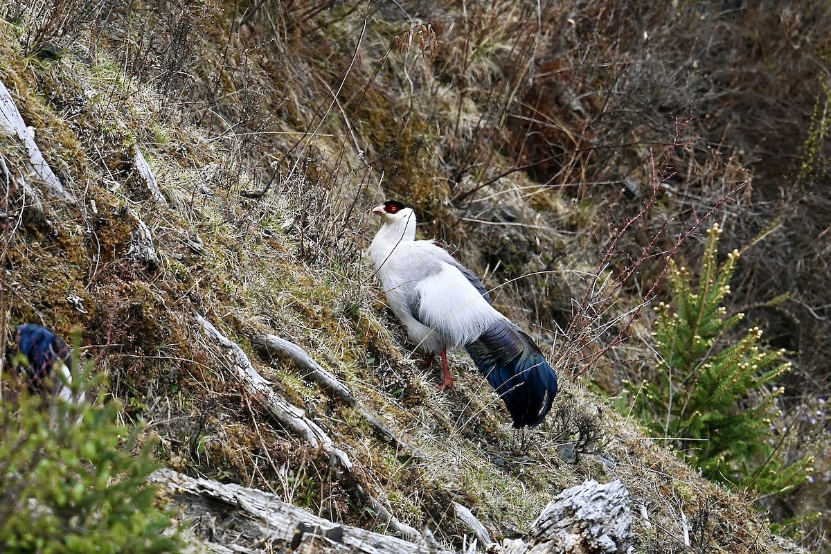 White Eared-Pheasant - Dong Qiu