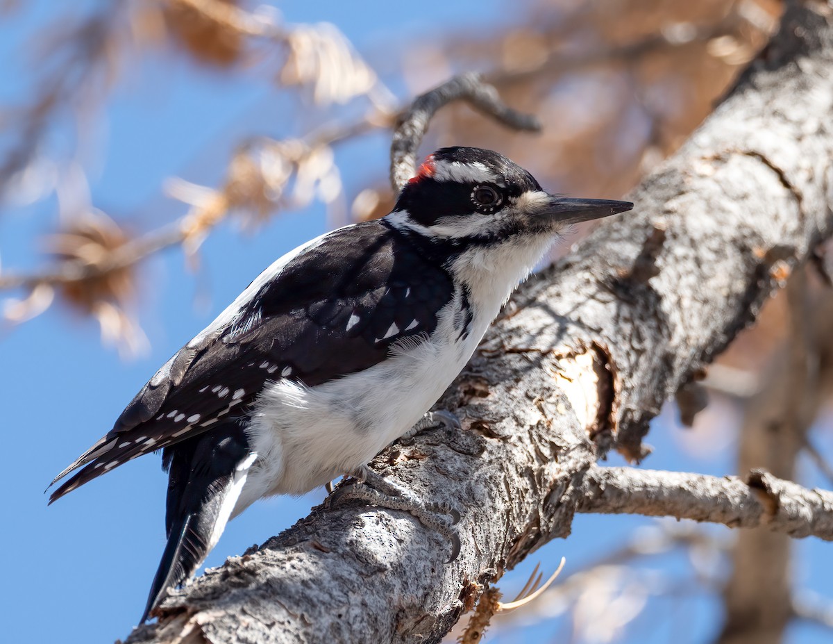 Hairy Woodpecker - ML570711291