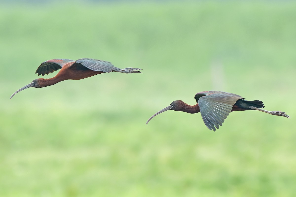 ibis hnědý - ML570711561