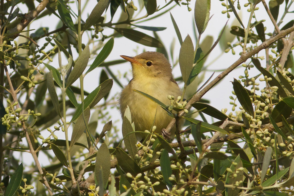 Icterine Warbler - Paul Hyde