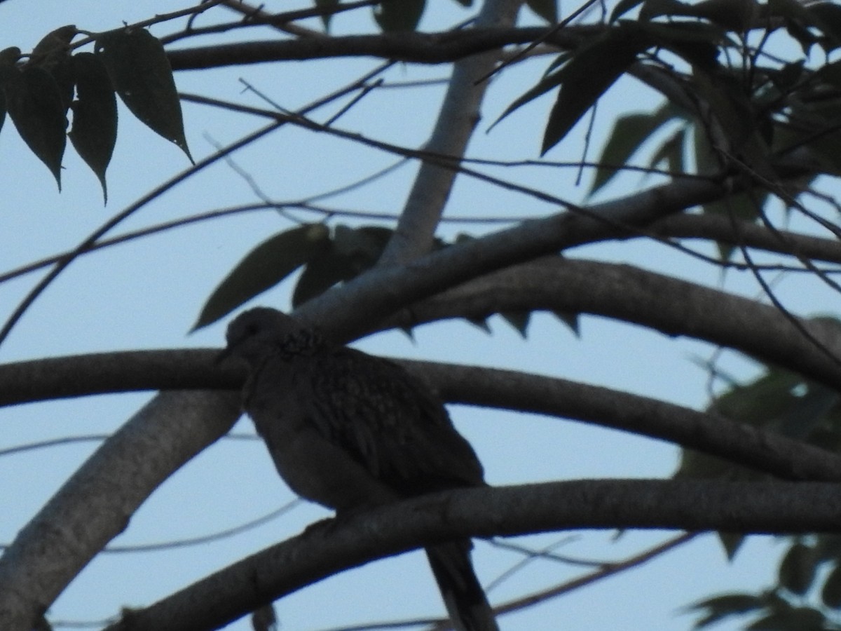 Spotted Dove - ML570712561