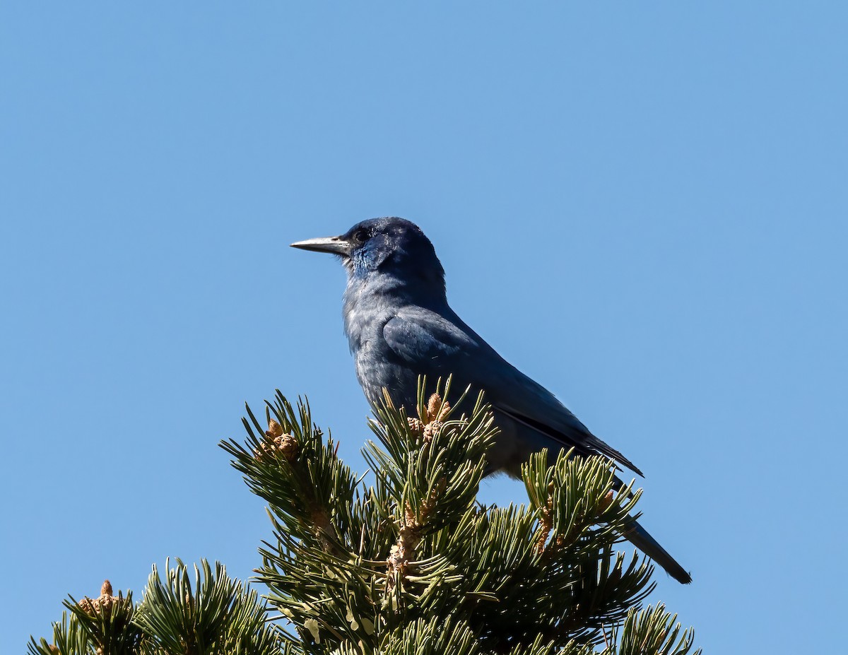 Pinyon Jay - ML570712801