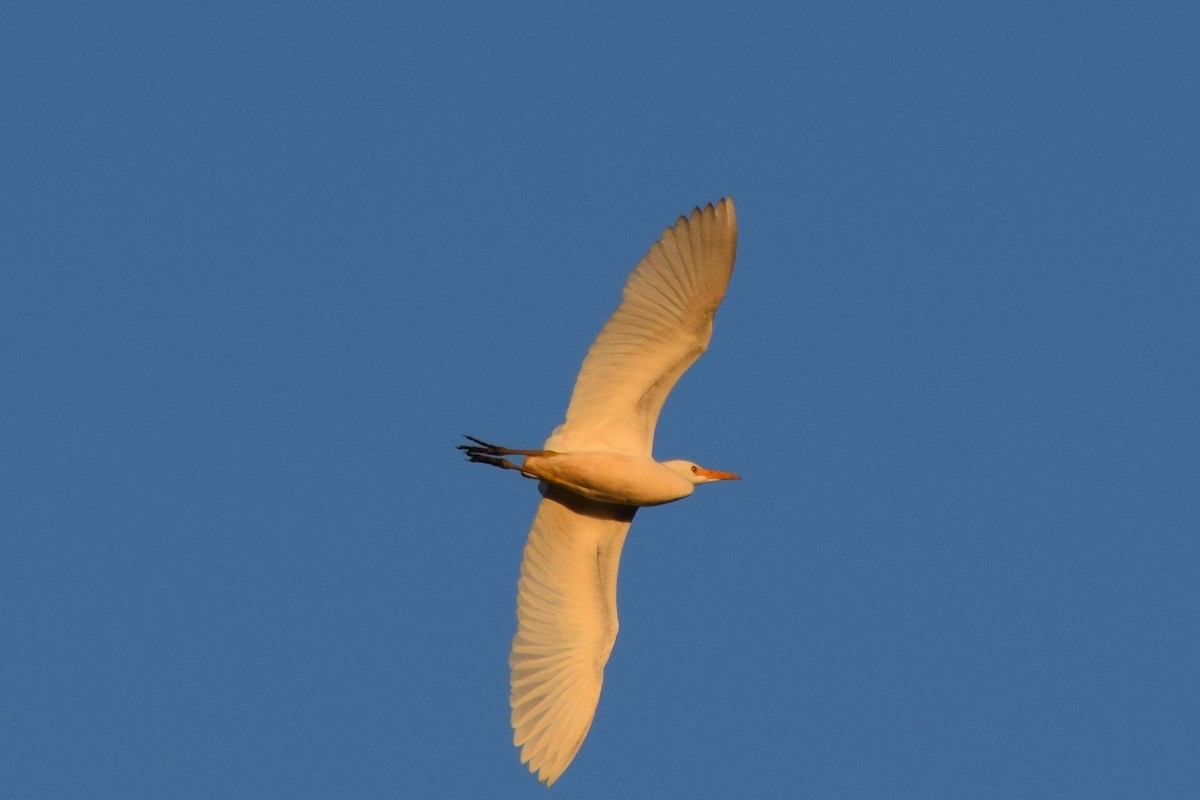 Western Cattle Egret - ML57071381