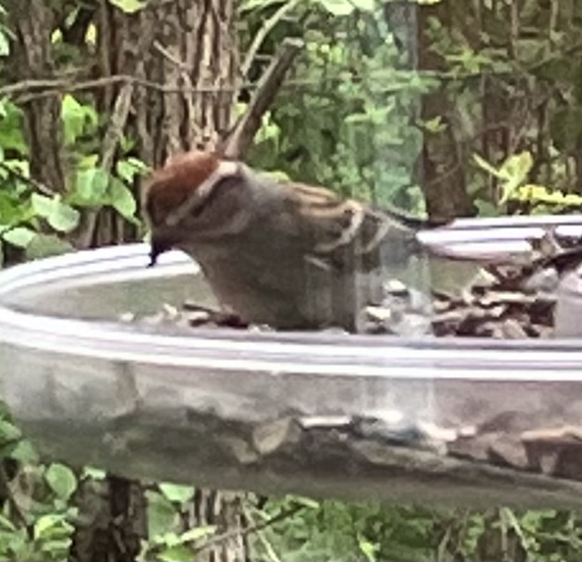 Chipping Sparrow - R C Y