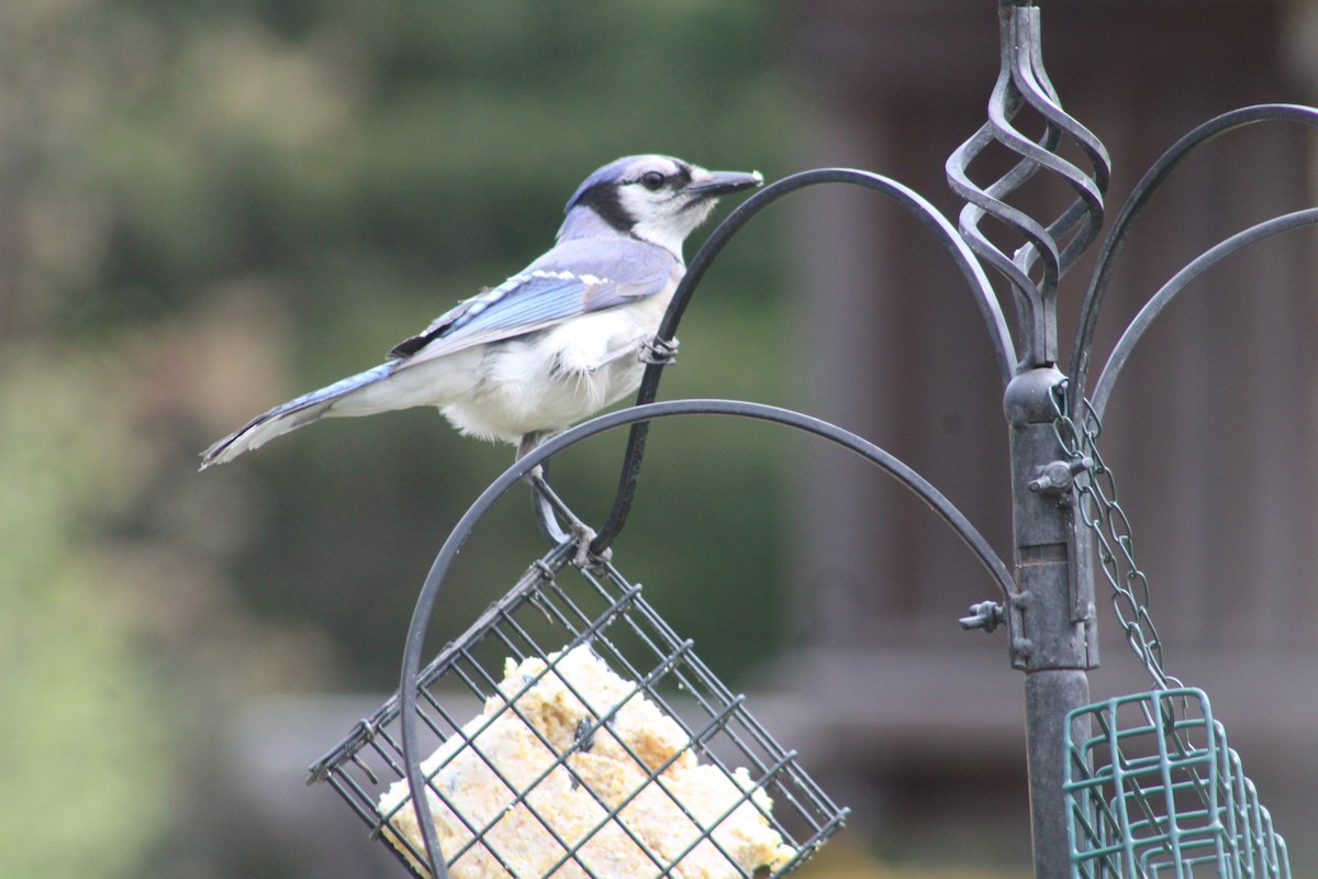 Blue Jay - ML570714991