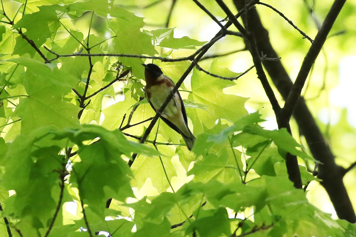 Bay-breasted Warbler - ML570715021