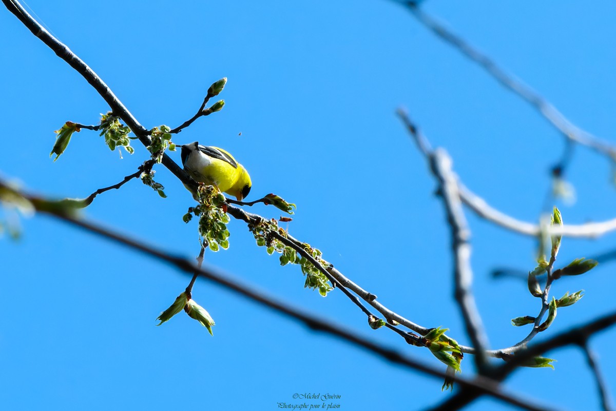 American Goldfinch - ML570715941