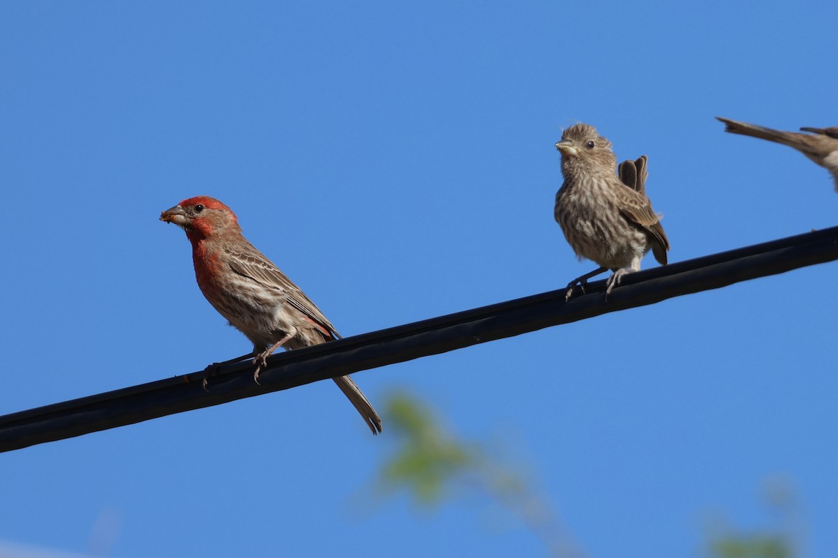 House Finch - ML570716241