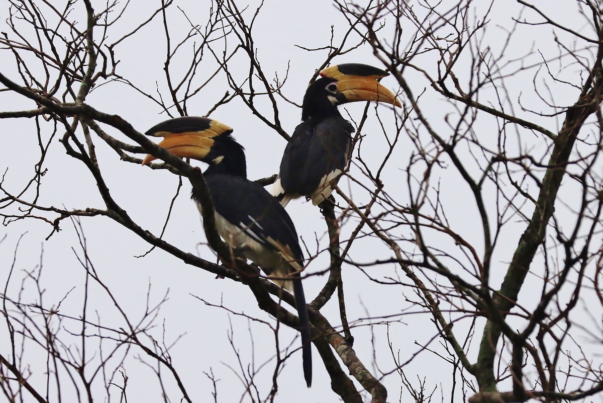 Malabar Pied-Hornbill - ML570716501