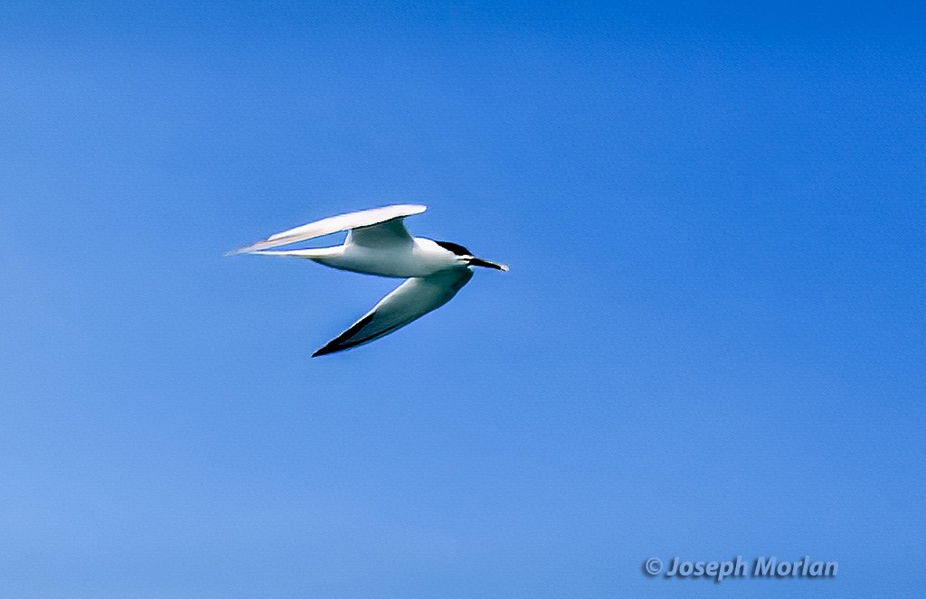 Sandwich Tern - ML570716561