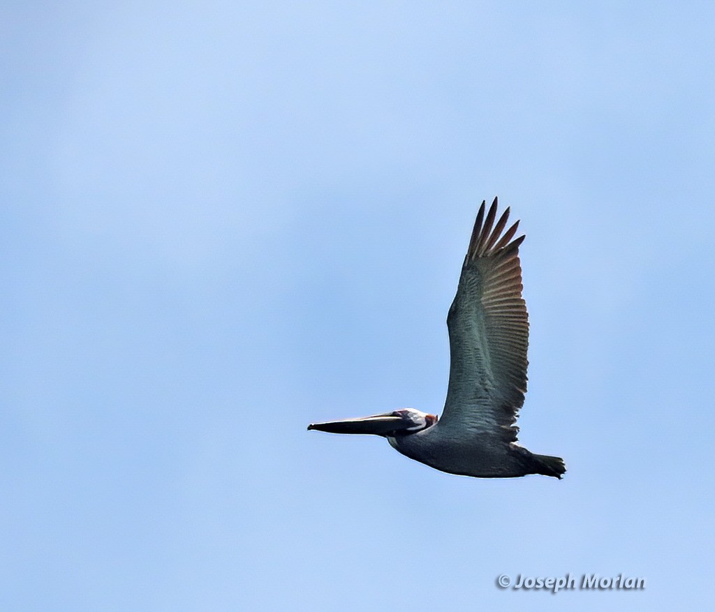 Brown Pelican - ML570716611