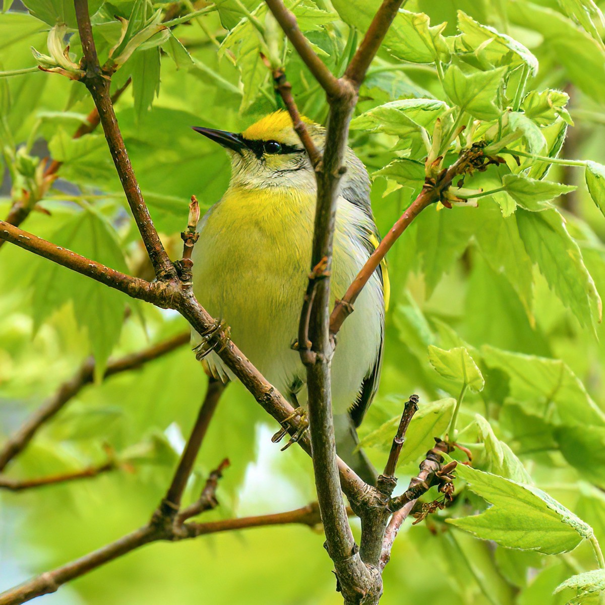 Golden-winged x Blue-winged Warbler (hybrid) - Gillian Overholser