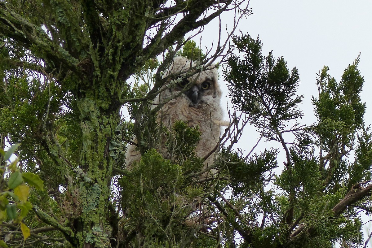Great Horned Owl - ML57071721