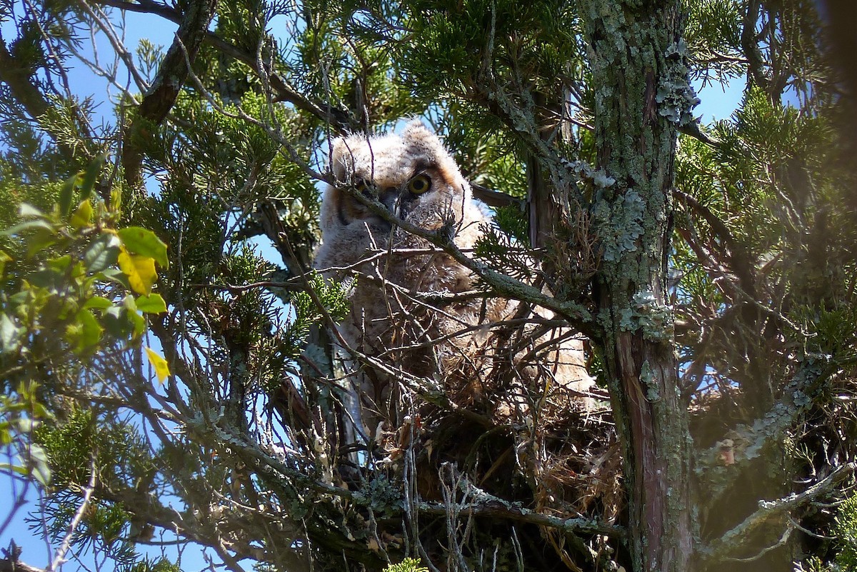Great Horned Owl - ML57071761