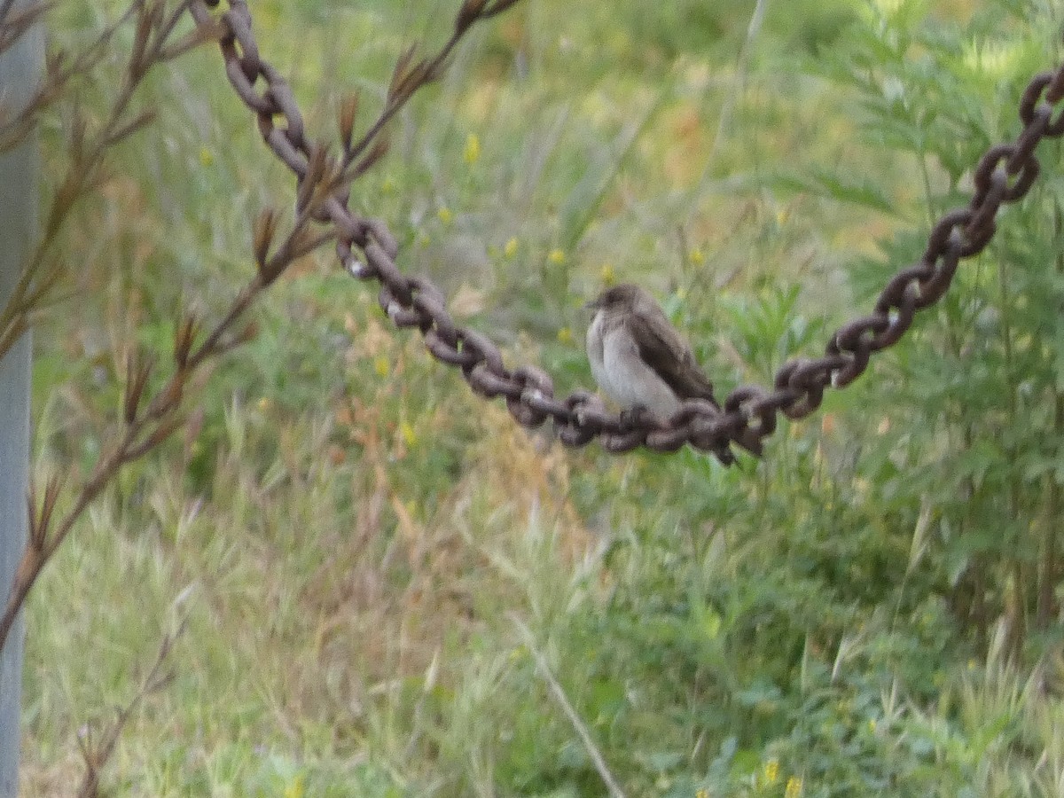 Hirondelle à ailes hérissées - ML570718721