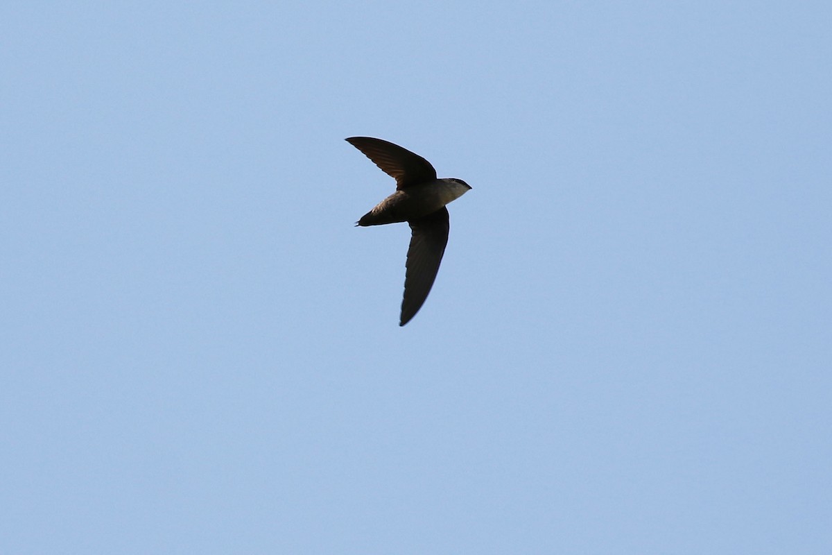 Chimney Swift - ML570718931