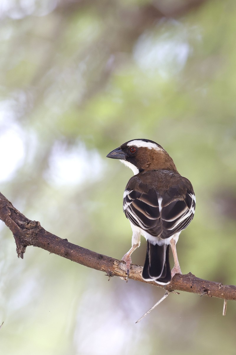 White-browed Sparrow-Weaver (Spot-chested) - ML570718981
